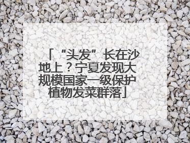 “头发”长在沙地上？宁夏发现大规模国家一级保护植物发菜群落