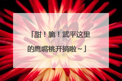 甜！脆！武平这里的鹰嘴桃开摘啦～