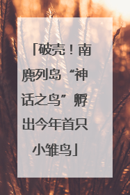 破壳！南麂列岛“神话之鸟”孵出今年首只小雏鸟