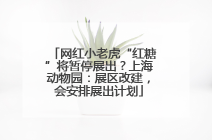 网红小老虎“红糖”将暂停展出？上海动物园：展区改建，会安排展出计划