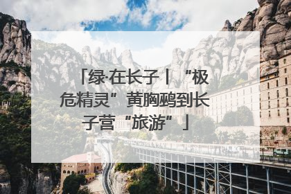 绿·在长子丨“极危精灵”黄胸鹀到长子营“旅游”