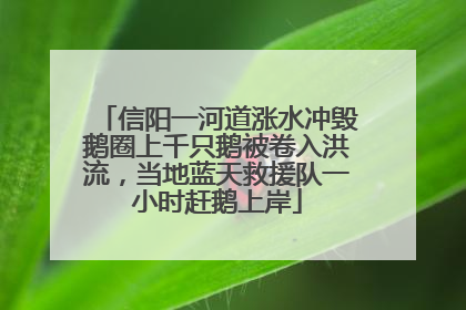 信阳一河道涨水冲毁鹅圈上千只鹅被卷入洪流，当地蓝天救援队一小时赶鹅上岸