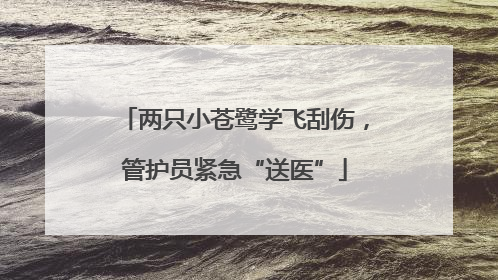 两只小苍鹭学飞刮伤，管护员紧急“送医”