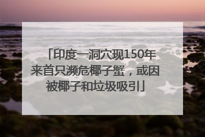 印度一洞穴现150年来首只濒危椰子蟹，或因被椰子和垃圾吸引