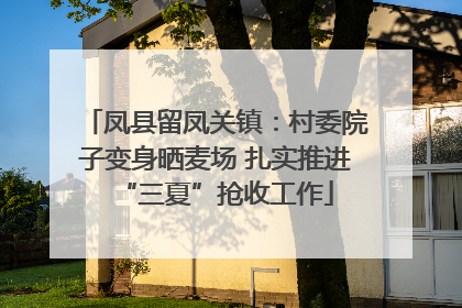 凤县留凤关镇：村委院子变身晒麦场 扎实推进“三夏”抢收工作
