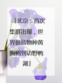 北京：首次集群出现，世界极危物种黄胸鹀到访野鸭湖