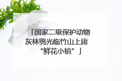 国家二级保护动物灰林鸮光临竹山上庸“鲜花小镇”