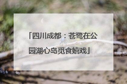 四川成都：苍鹭在公园湖心岛觅食嬉戏