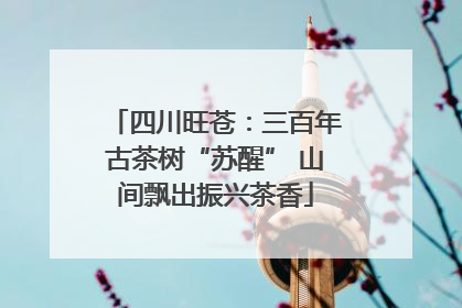 四川旺苍：三百年古茶树“苏醒” 山间飘出振兴茶香