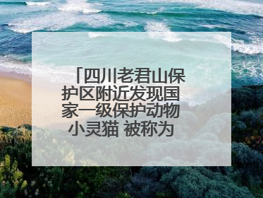 四川老君山保护区附近发现国家一级保护动物小灵猫 被称为“生态试纸”