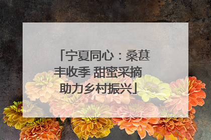 宁夏同心：桑葚丰收季 甜蜜采摘助力乡村振兴