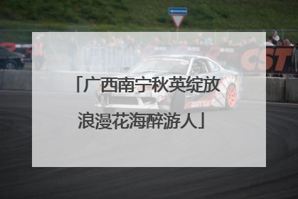 广西南宁秋英绽放 浪漫花海醉游人