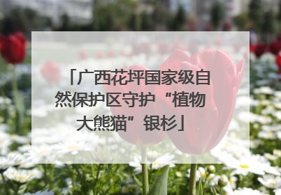 广西花坪国家级自然保护区守护“植物大熊猫”银杉