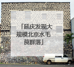 延庆发现大规模北京水毛茛群落