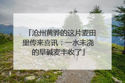 沧州黄骅的这片麦田里传来喜讯：一水未浇的旱碱麦丰收了