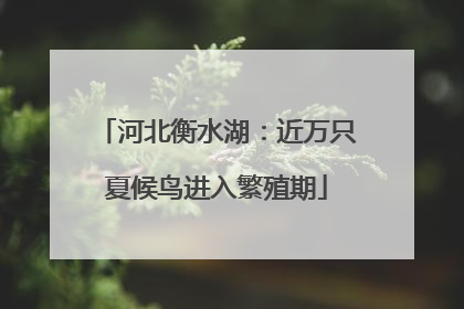 河北衡水湖：近万只夏候鸟进入繁殖期