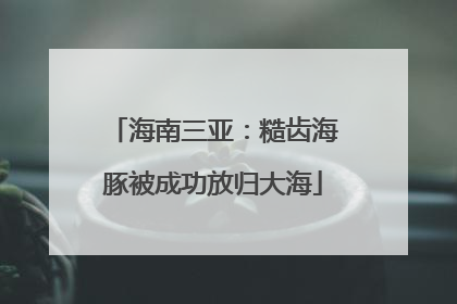 海南三亚：糙齿海豚被成功放归大海