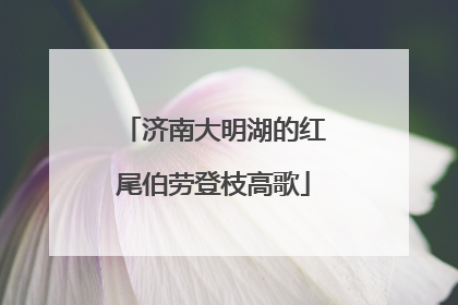 济南大明湖的红尾伯劳登枝高歌