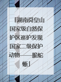 湖南舜皇山国家级自然保护区巡护发现国家二级保护动物——脆蛇蜥