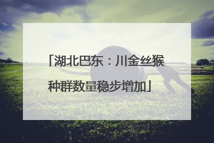 湖北巴东：川金丝猴种群数量稳步增加