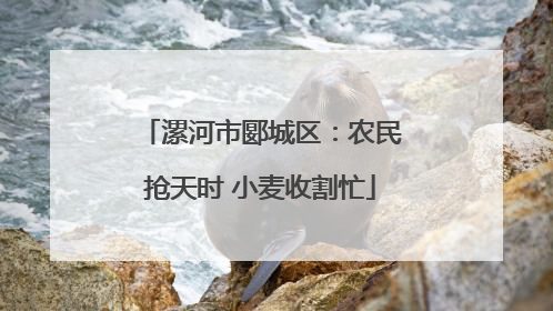 漯河市郾城区：农民抢天时 小麦收割忙