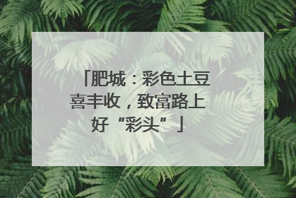肥城：彩色土豆喜丰收，致富路上好“彩头”