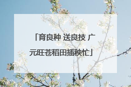 育良种 送良技 广元旺苍稻田插秧忙