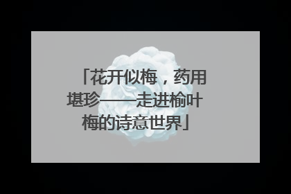 花开似梅，药用堪珍——走进榆叶梅的诗意世界