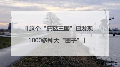 这个“蘑菇王国”已发现1000多种大“菌子”