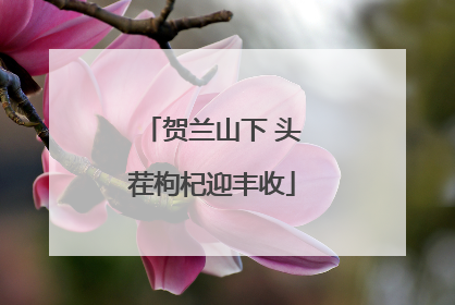 贺兰山下 头茬枸杞迎丰收