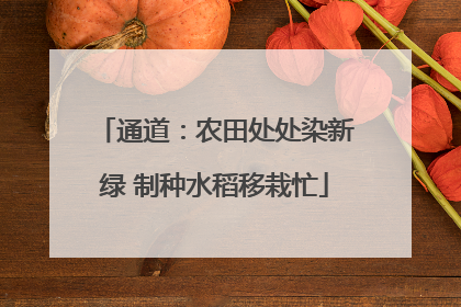 通道：农田处处染新绿 制种水稻移栽忙