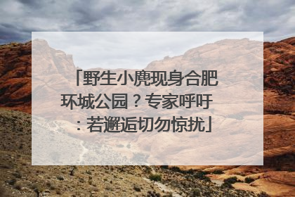 野生小麂现身合肥环城公园？专家呼吁：若邂逅切勿惊扰